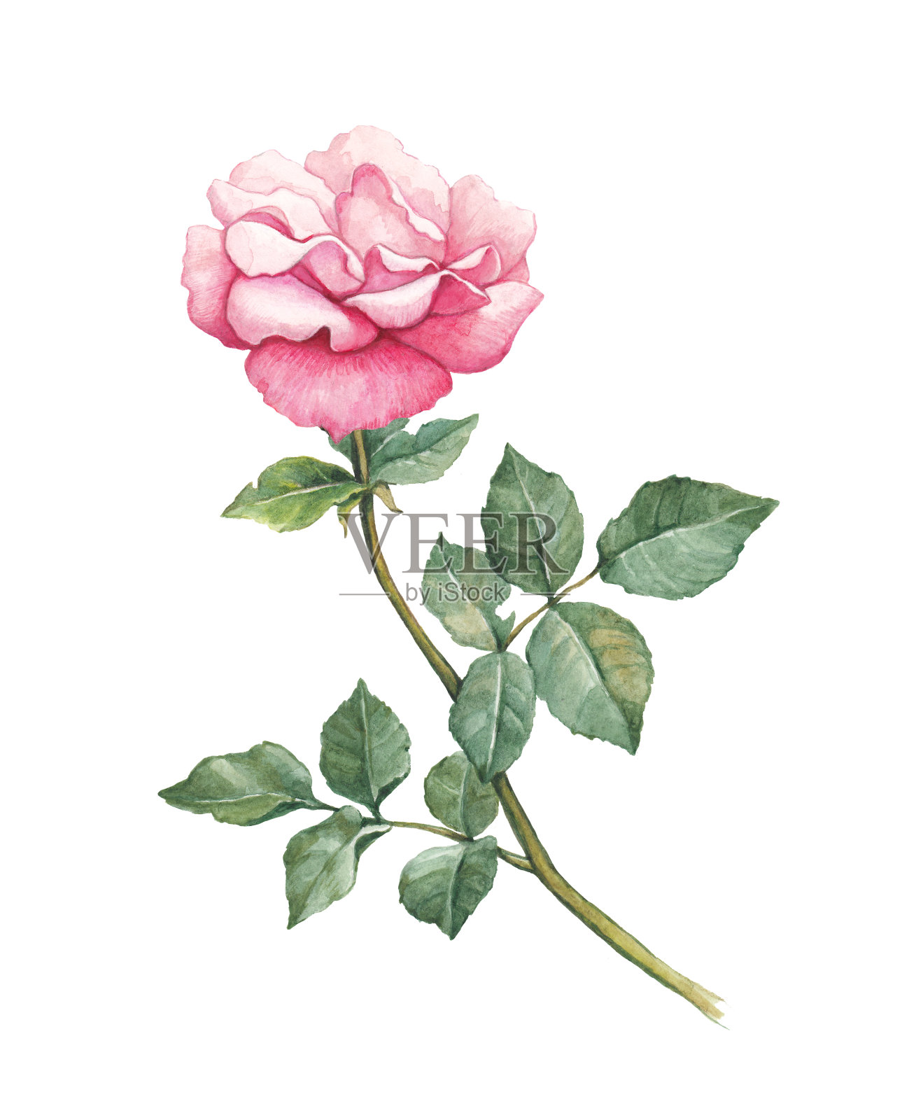 玫瑰花的水彩插图插画图片素材