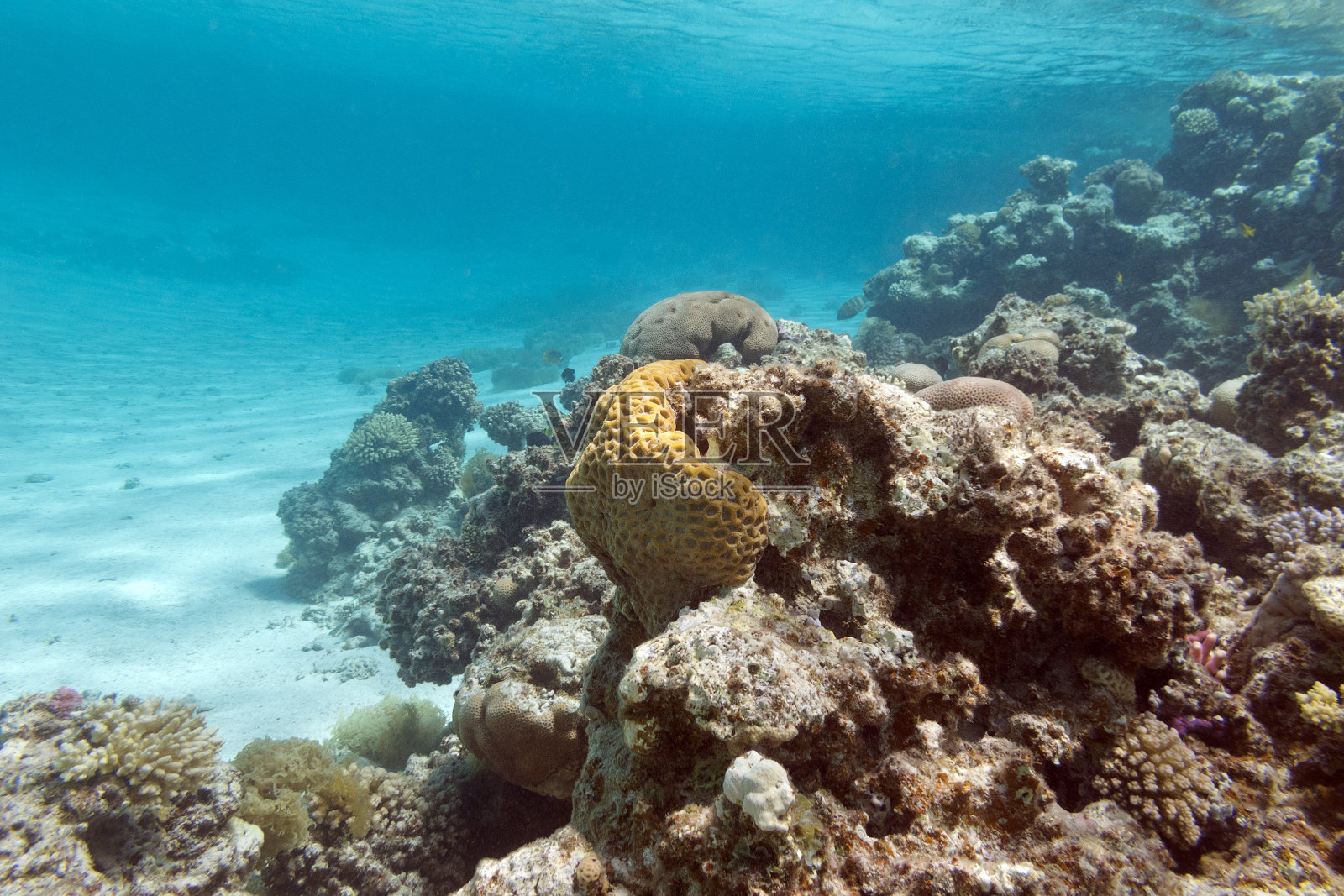 海面下的珊瑚礁，热带海洋，水下照片摄影图片
