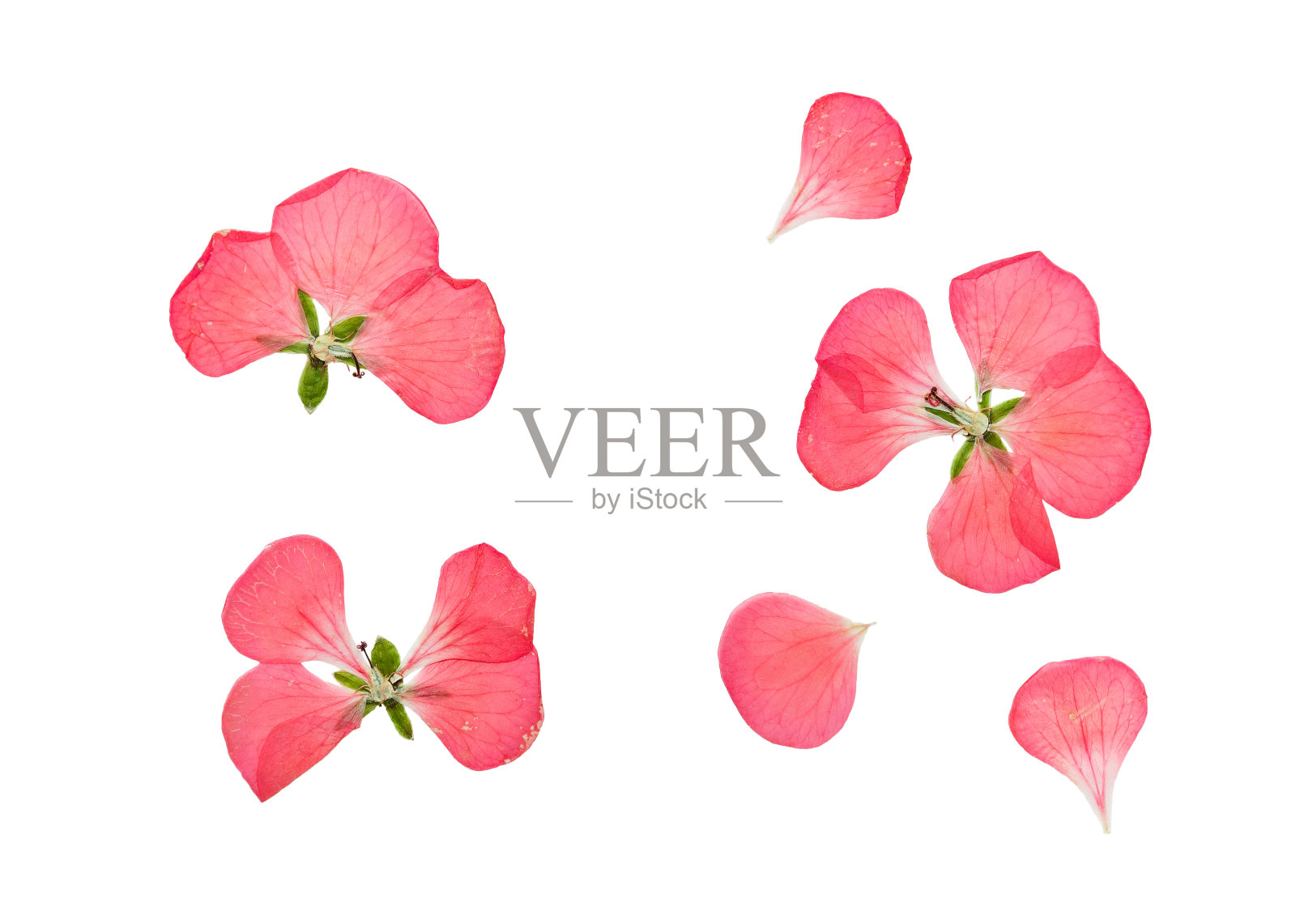 压榨和干燥的粉红色花天竺葵，天竺葵。照片摄影图片