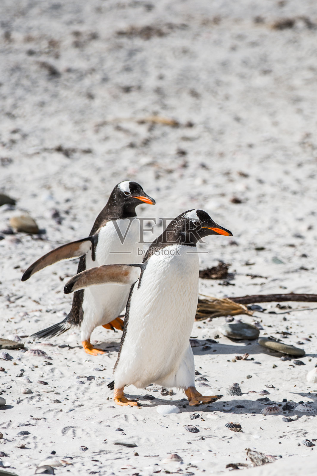 企鹅在南极照片摄影图片