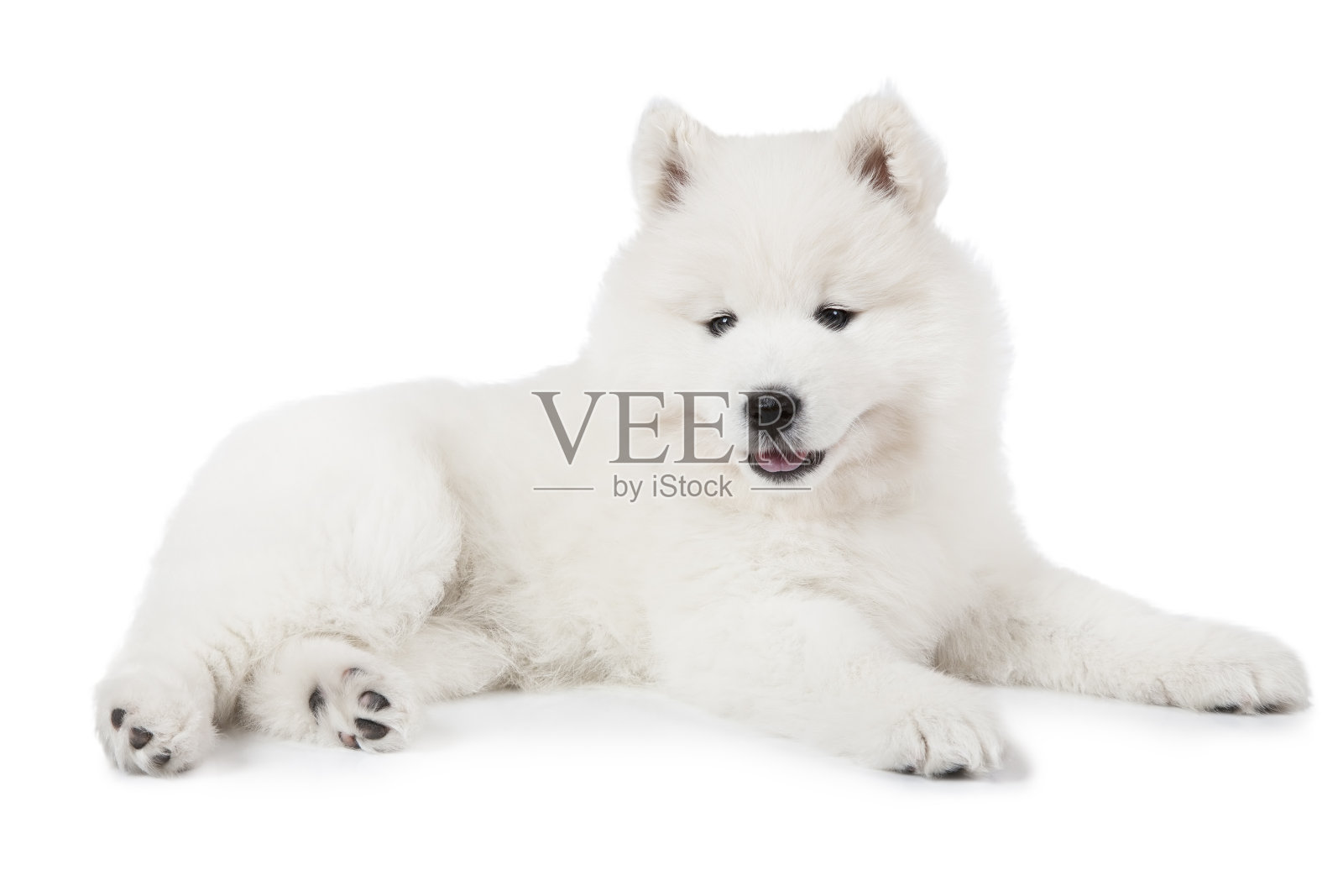七周大的萨摩耶小狗越过白色照片摄影图片