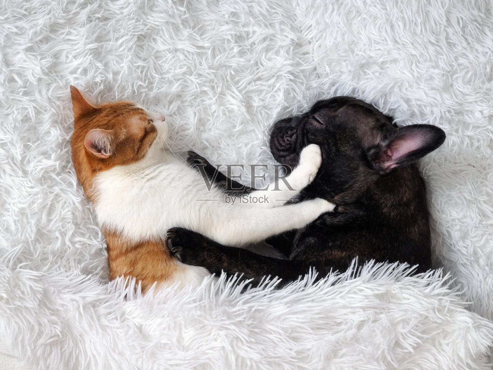 猫和狗。可爱的动物在床上。温暖的白色绒毛毯照片摄影图片
