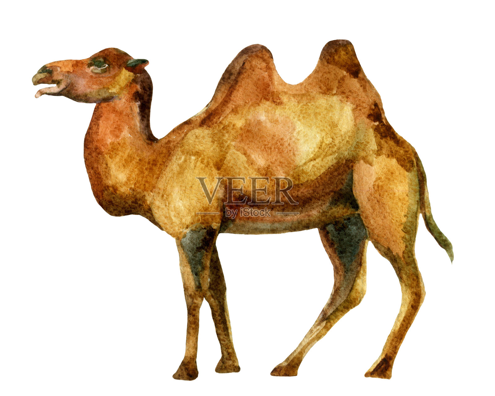 水彩骆驼插画图片素材