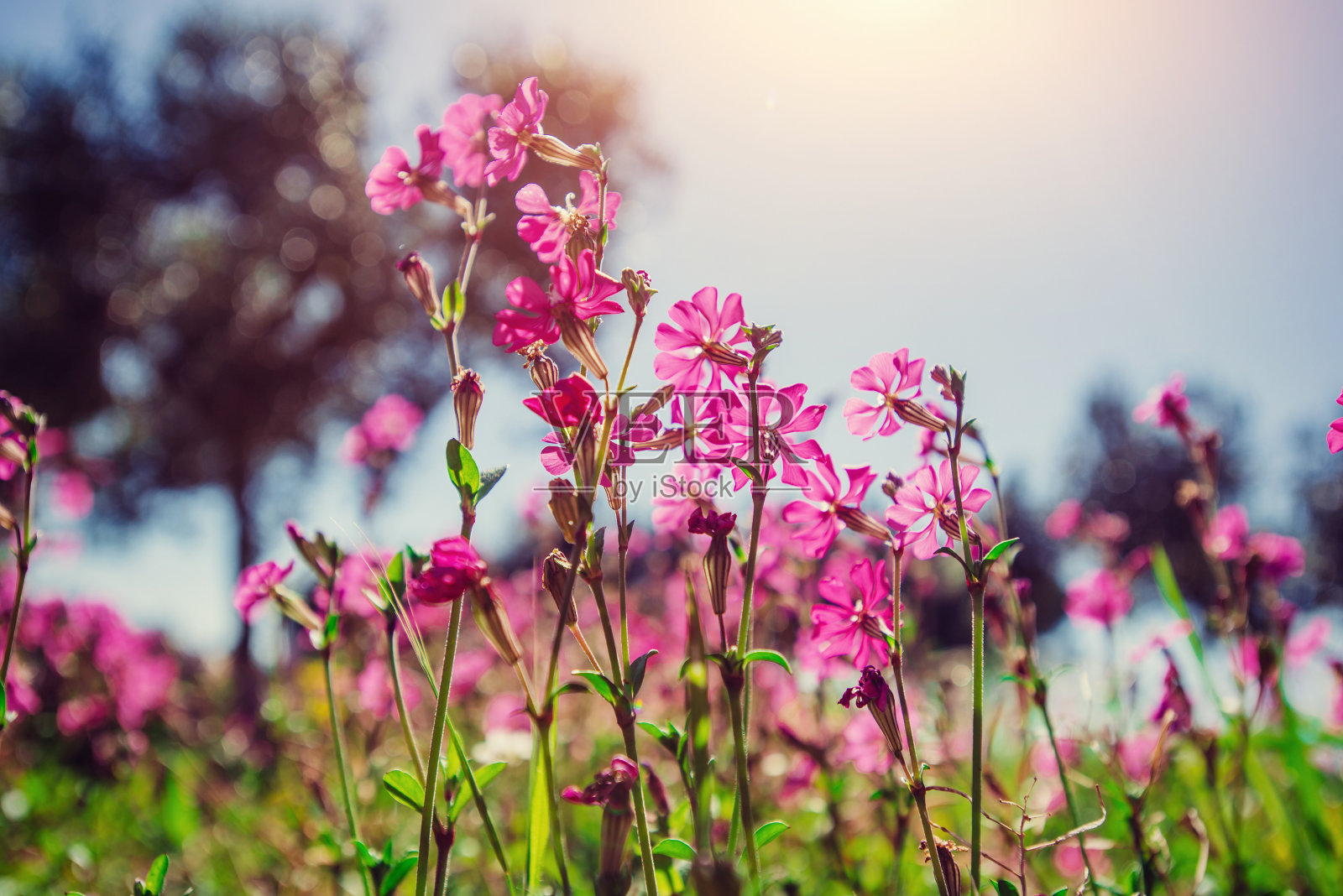 阳光下一片片粉红色的花。自然模糊背景。所以照片摄影图片