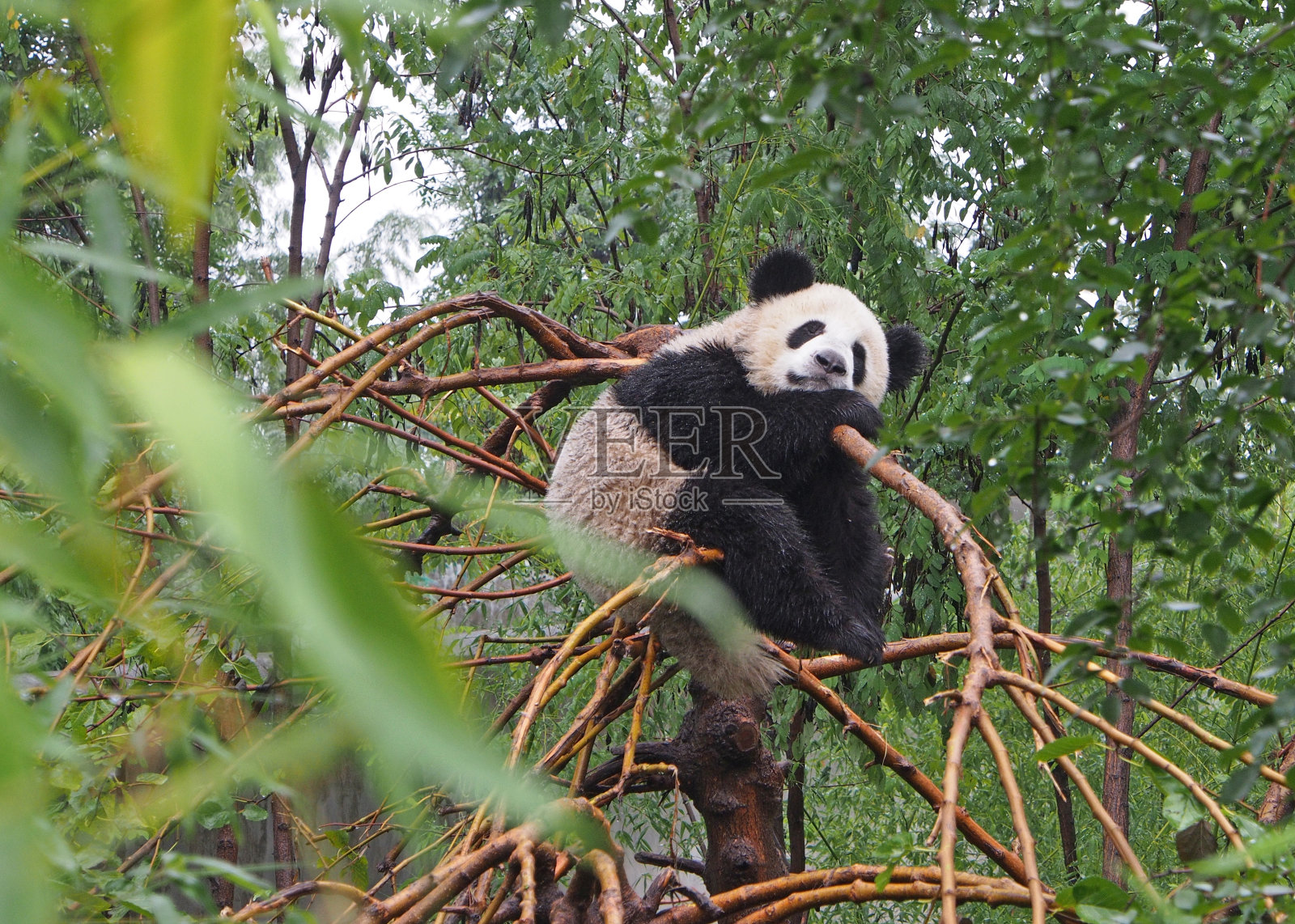 中国陕西大熊猫保护区内熟睡的大熊猫照片摄影图片
