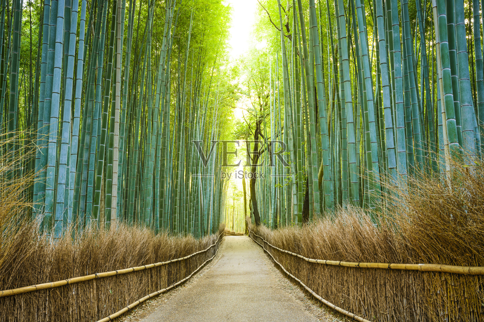 日本京都，竹林照片摄影图片