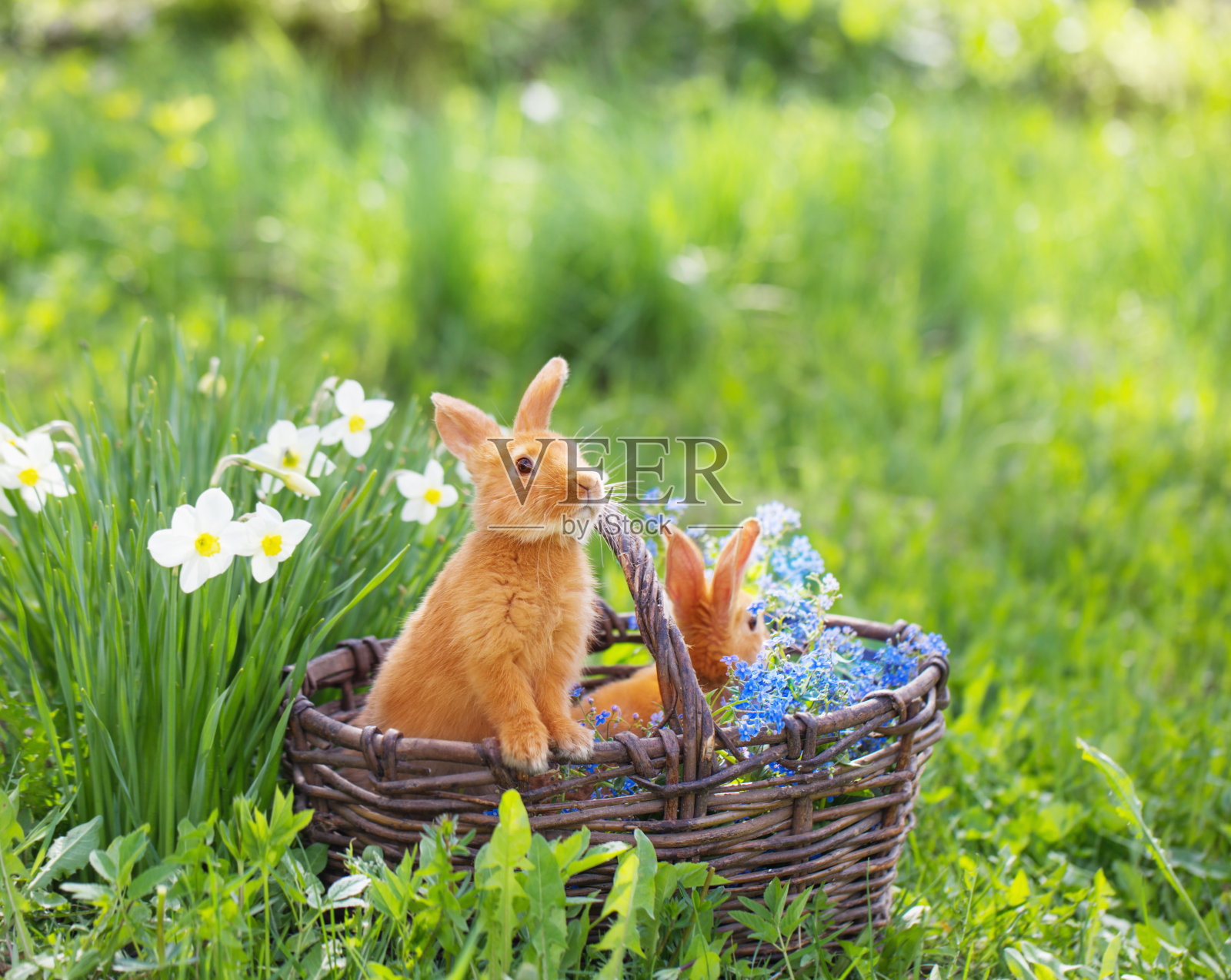 红色的兔子户外照片摄影图片