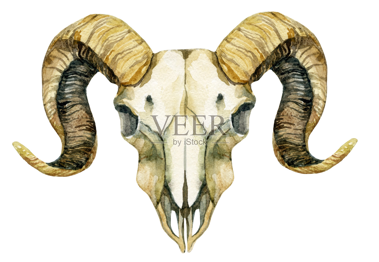 羊颅骨孤立在白色背景插画图片素材