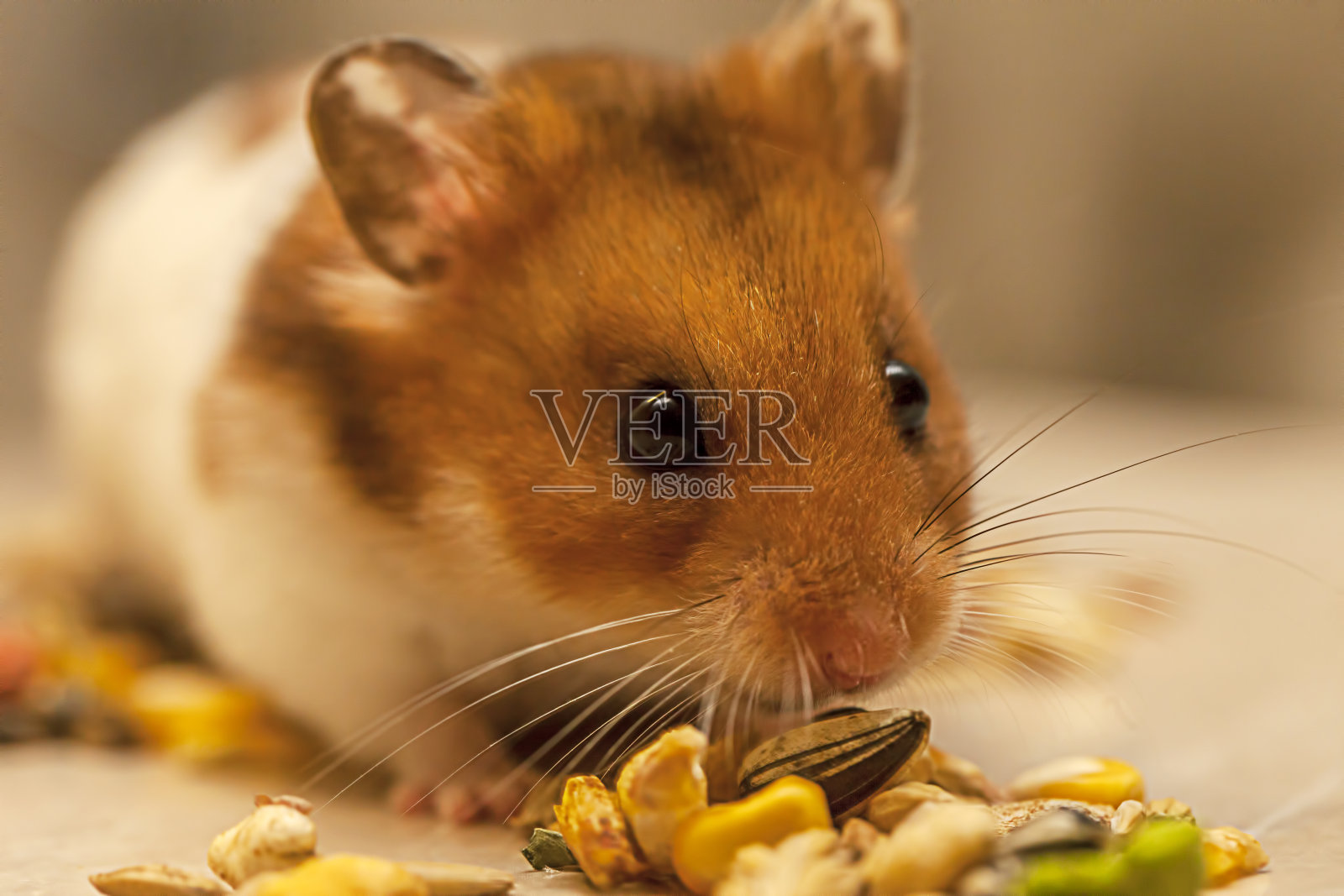 甜仓鼠吃谷物照片摄影图片