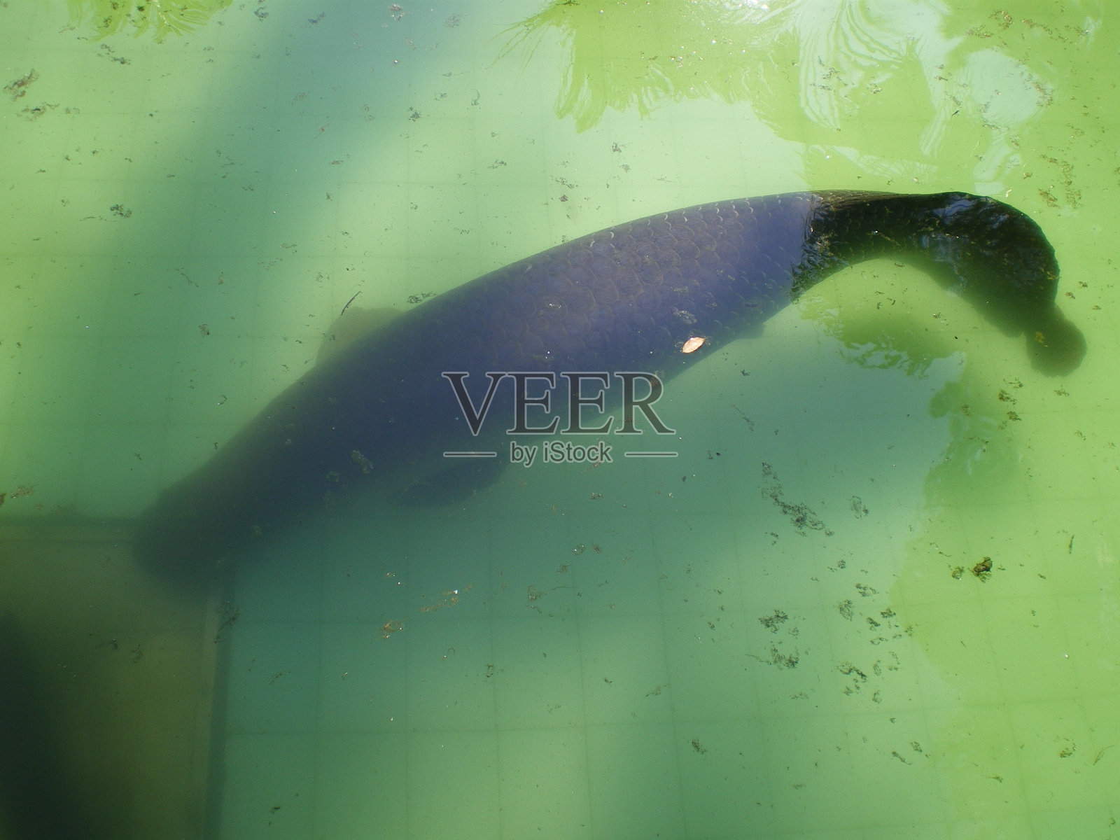 巨滑舌鱼照片摄影图片