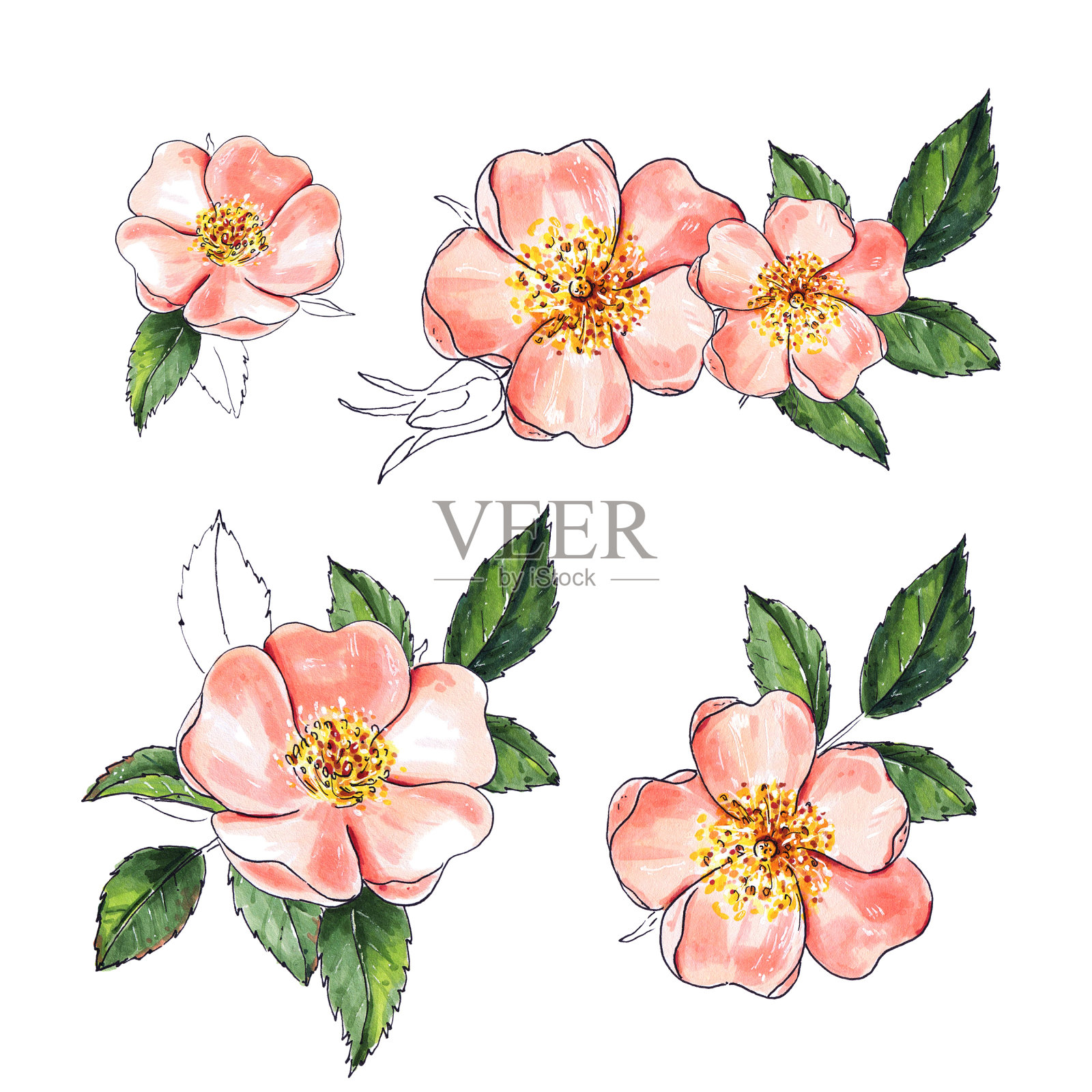 野玫瑰花朵。手绘花卉收藏插画图片素材