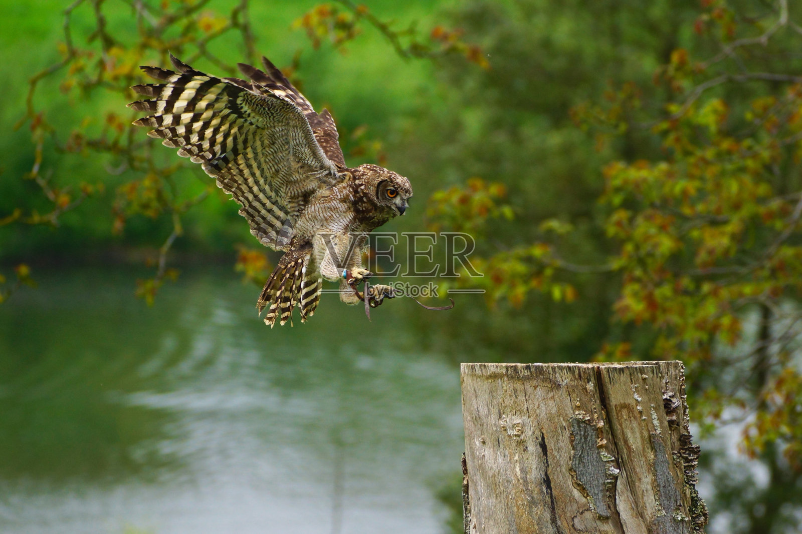鹰owl 2照片摄影图片