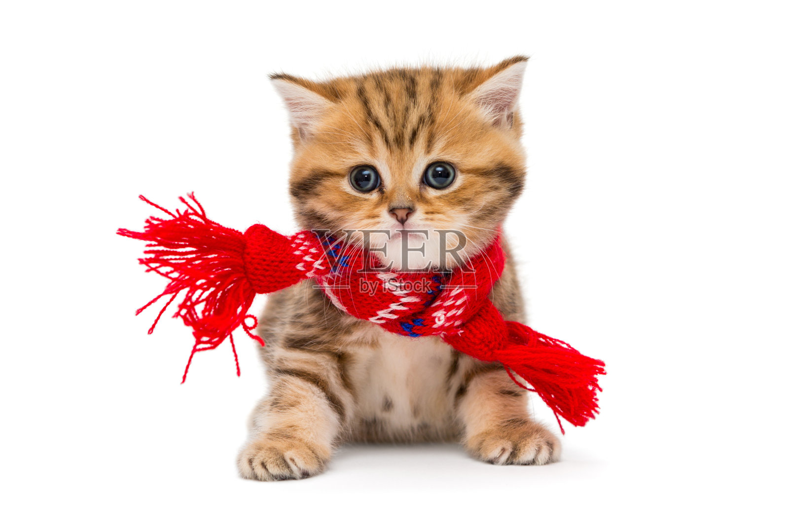 红围巾里的英国大理石小猫照片摄影图片