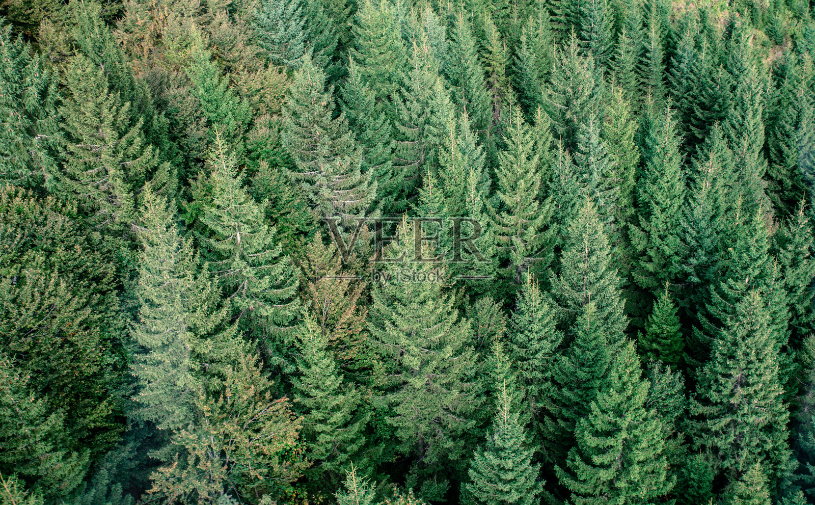 从上面看冷杉森林-美丽的自然森林照片摄影图片