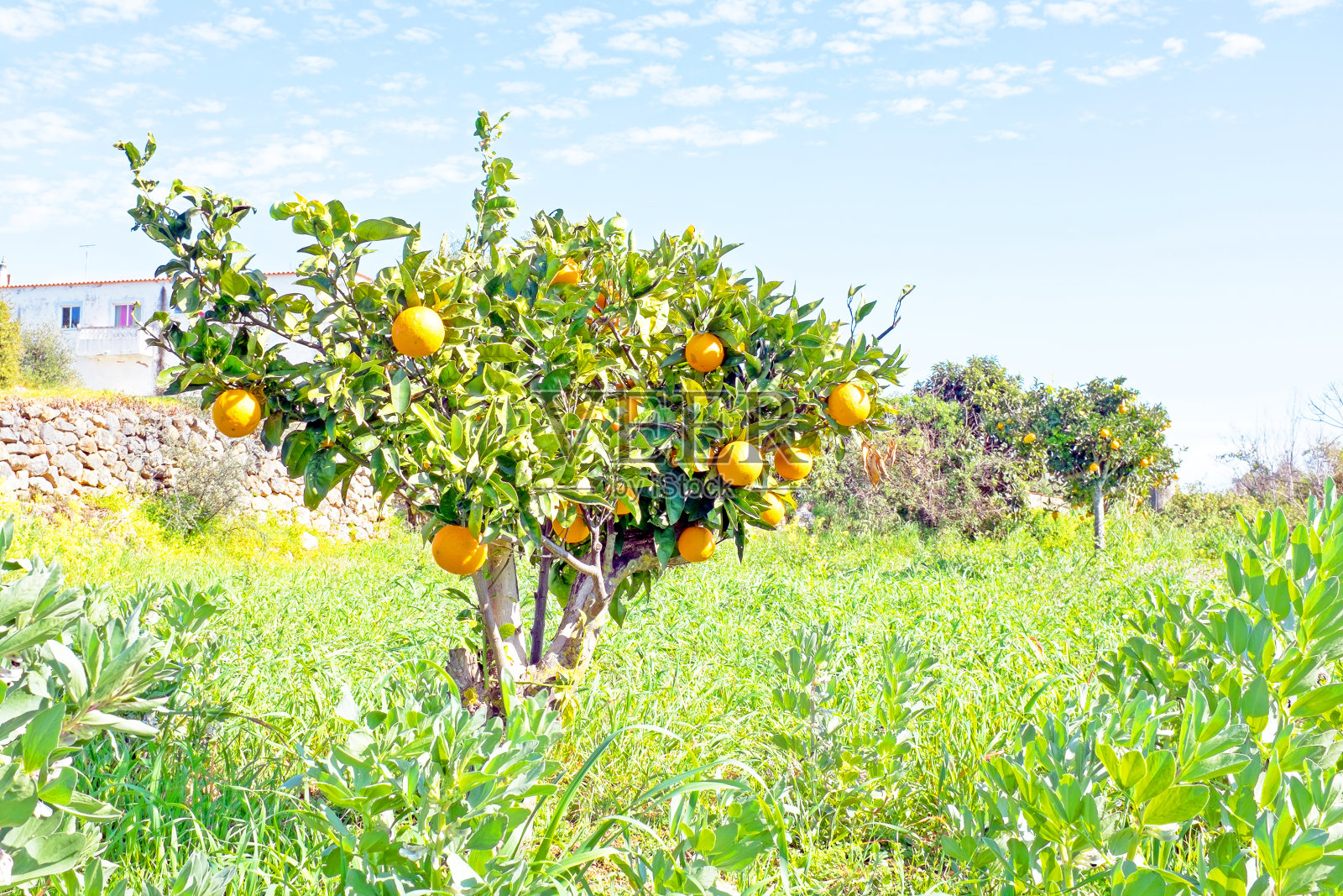 葡萄牙乡间的橘子园照片摄影图片