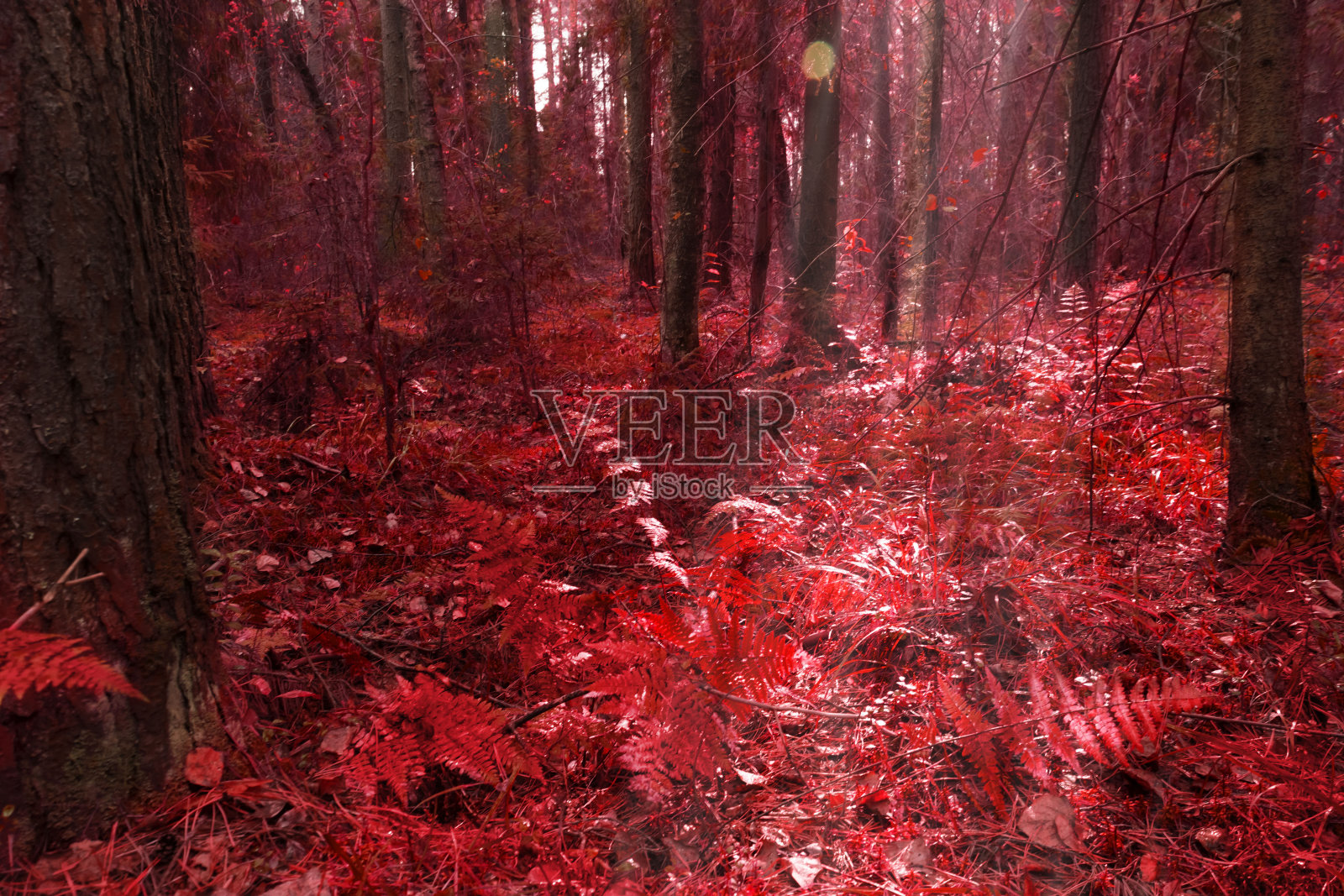 秋天的森林与太阳和蕨类在红色照片摄影图片