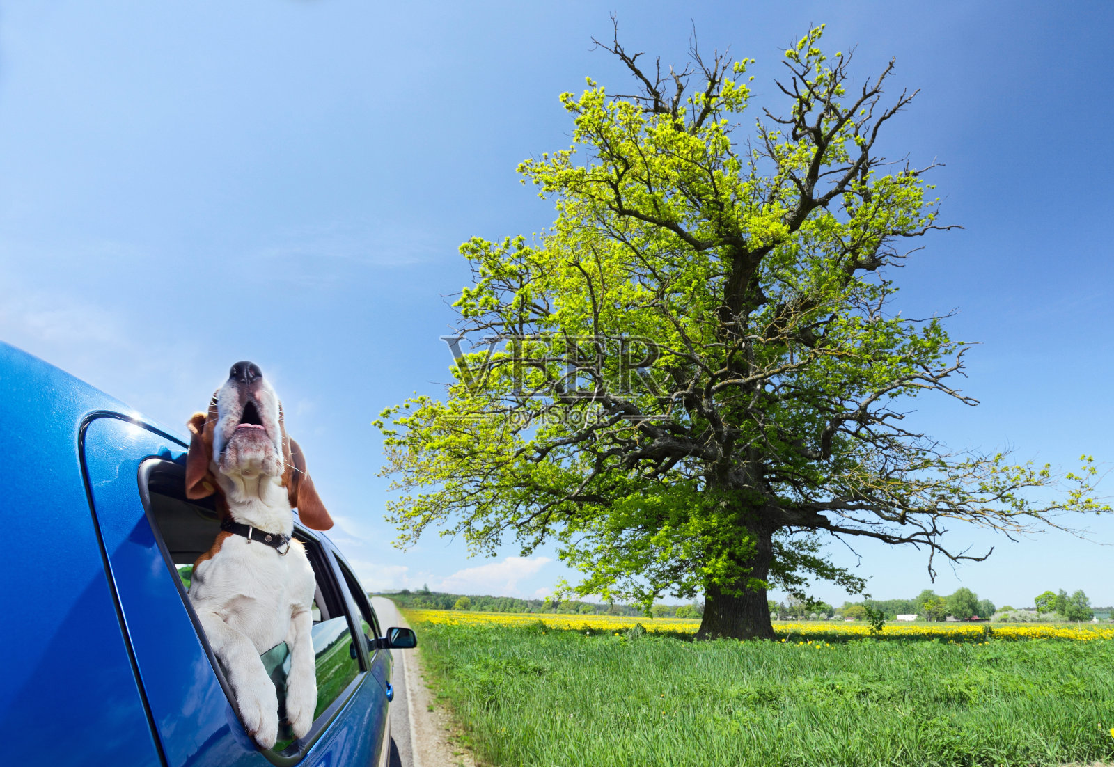 快乐的狗在蓝色的车里旅行照片摄影图片