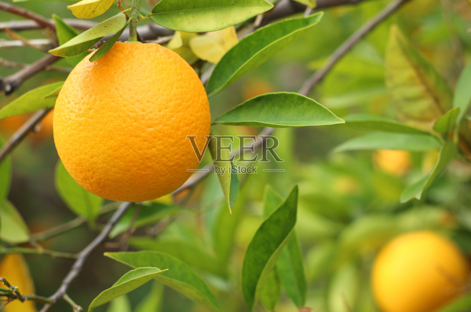 橙树照片摄影图片