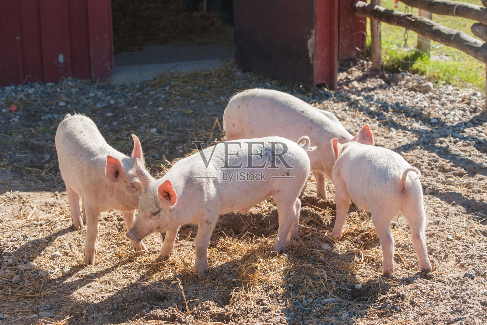 猪圈里可爱的粉红色小猪照片摄影图片