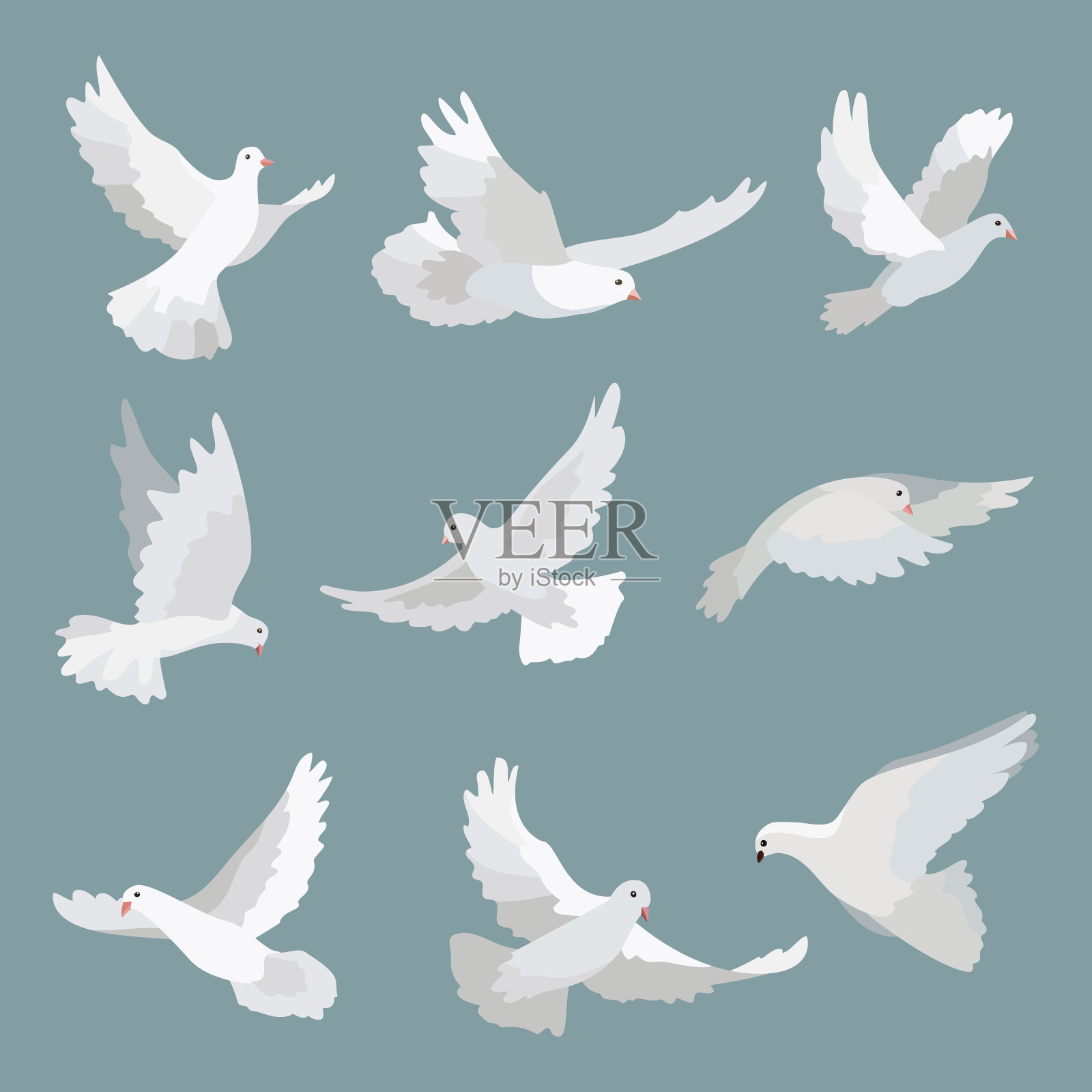 设置白鸽和平孤立的背景。向量鸟插图。插画图片素材