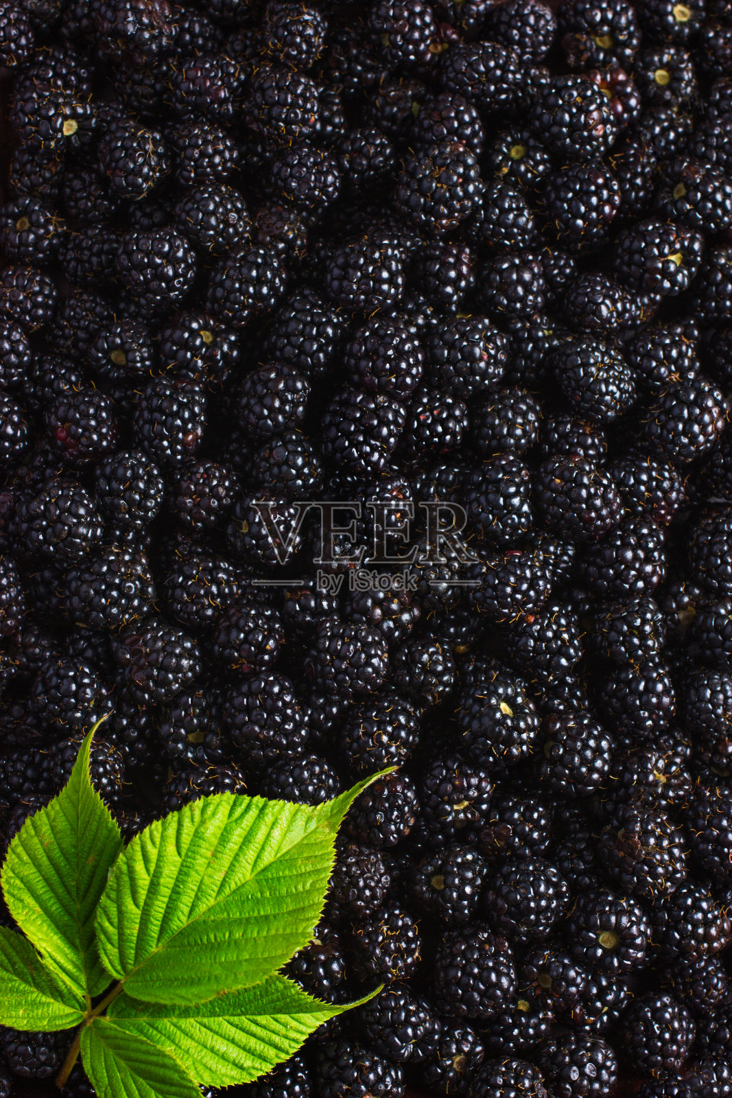 黑莓食品背景。新鲜的浆果和绿色的叶子。照片摄影图片
