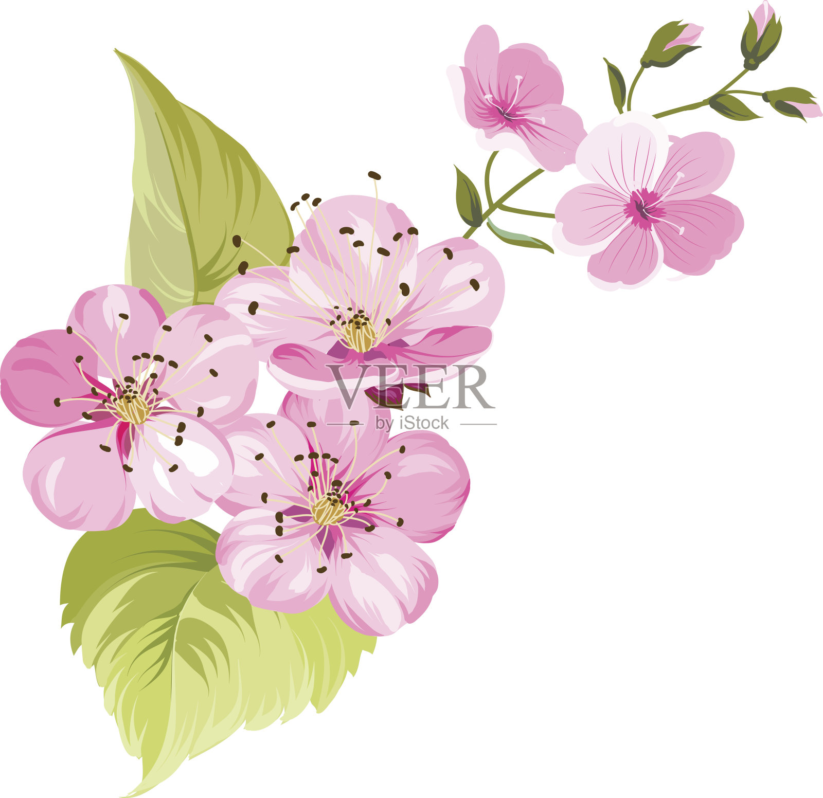 樱花的花。春天的背景插画图片素材
