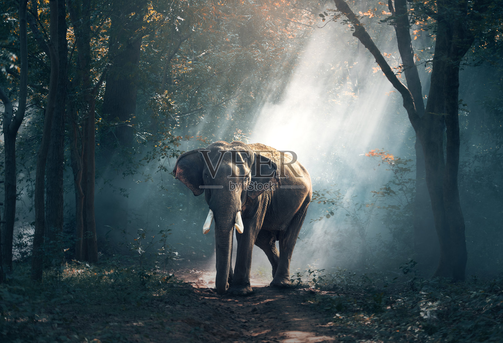 森林里的大象照片摄影图片