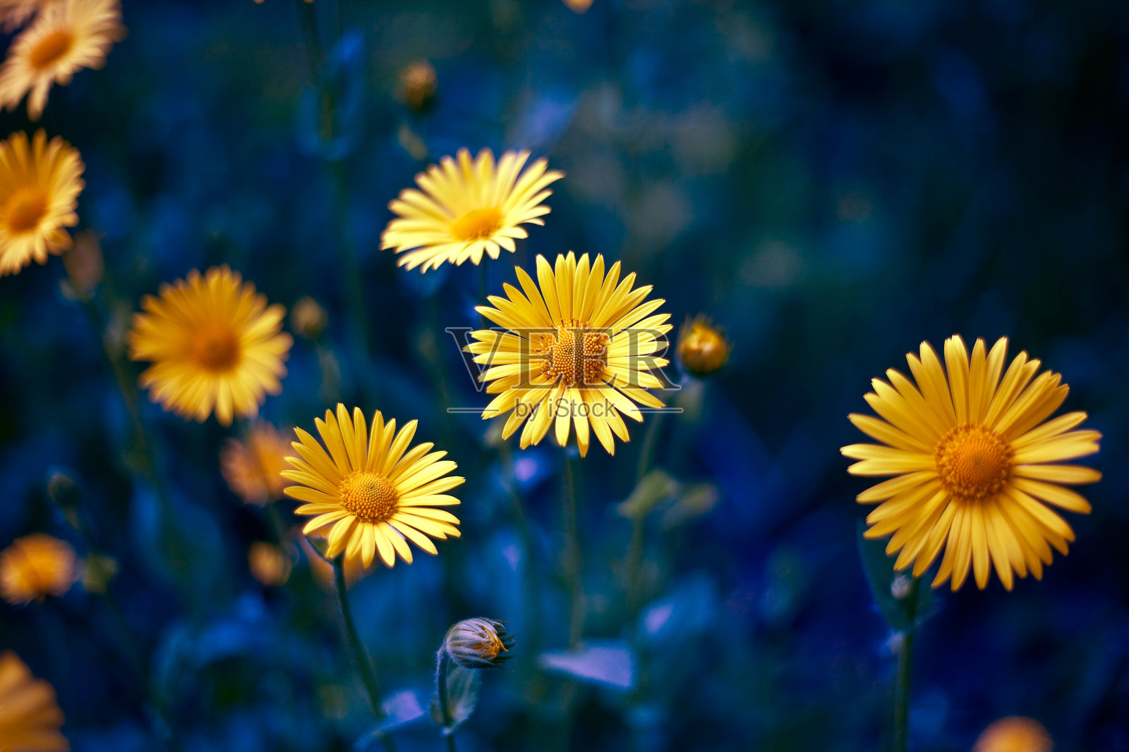 甘菊。甘菊，菊花链，轮子。一种芳香的欧洲植物照片摄影图片