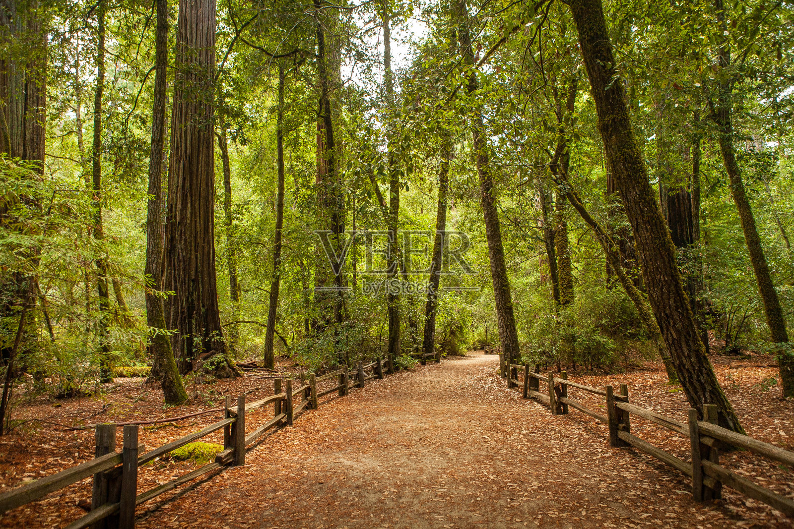 红木自然步道，大盆地州立公园照片摄影图片