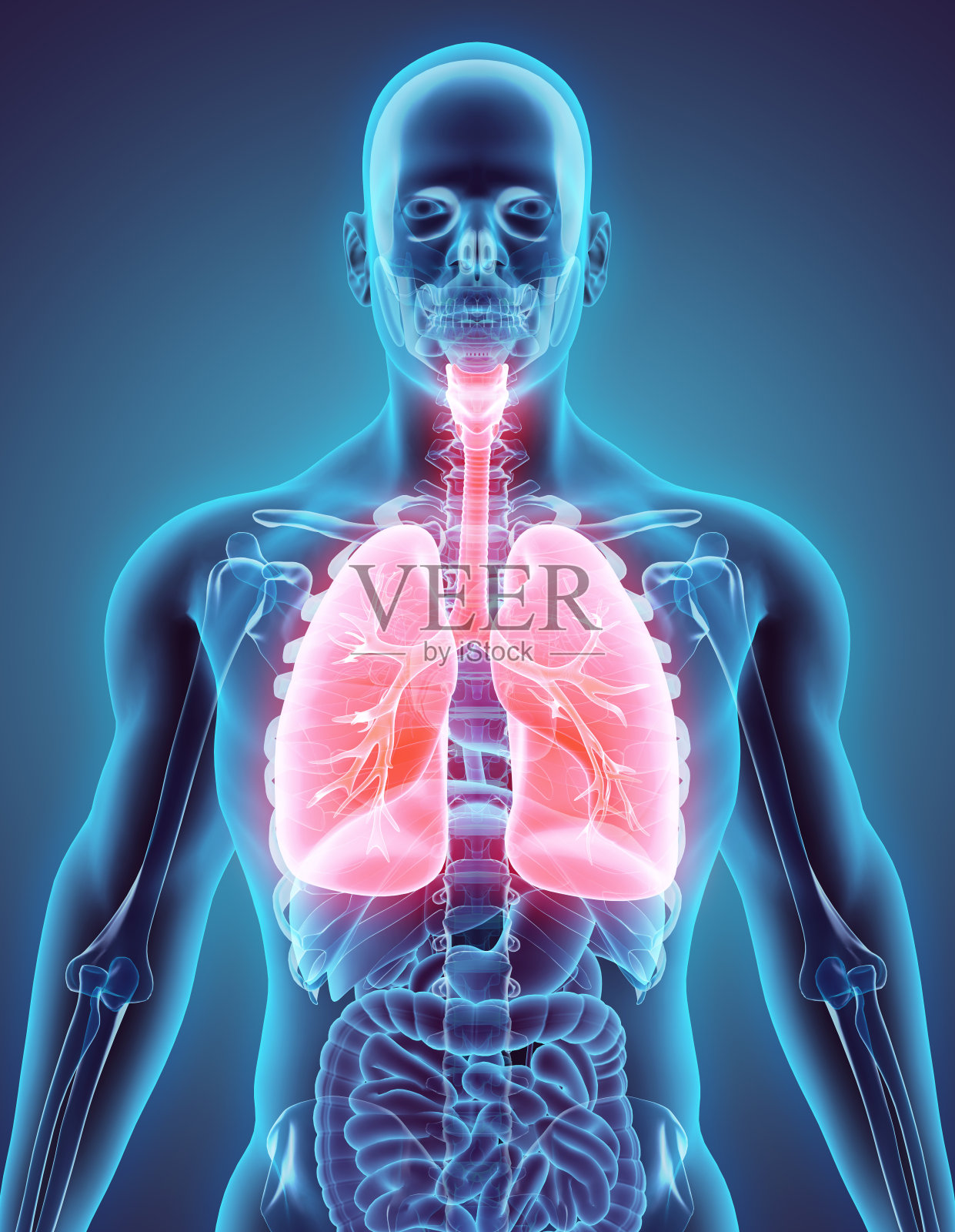 肺的3D插图，医学概念。照片摄影图片