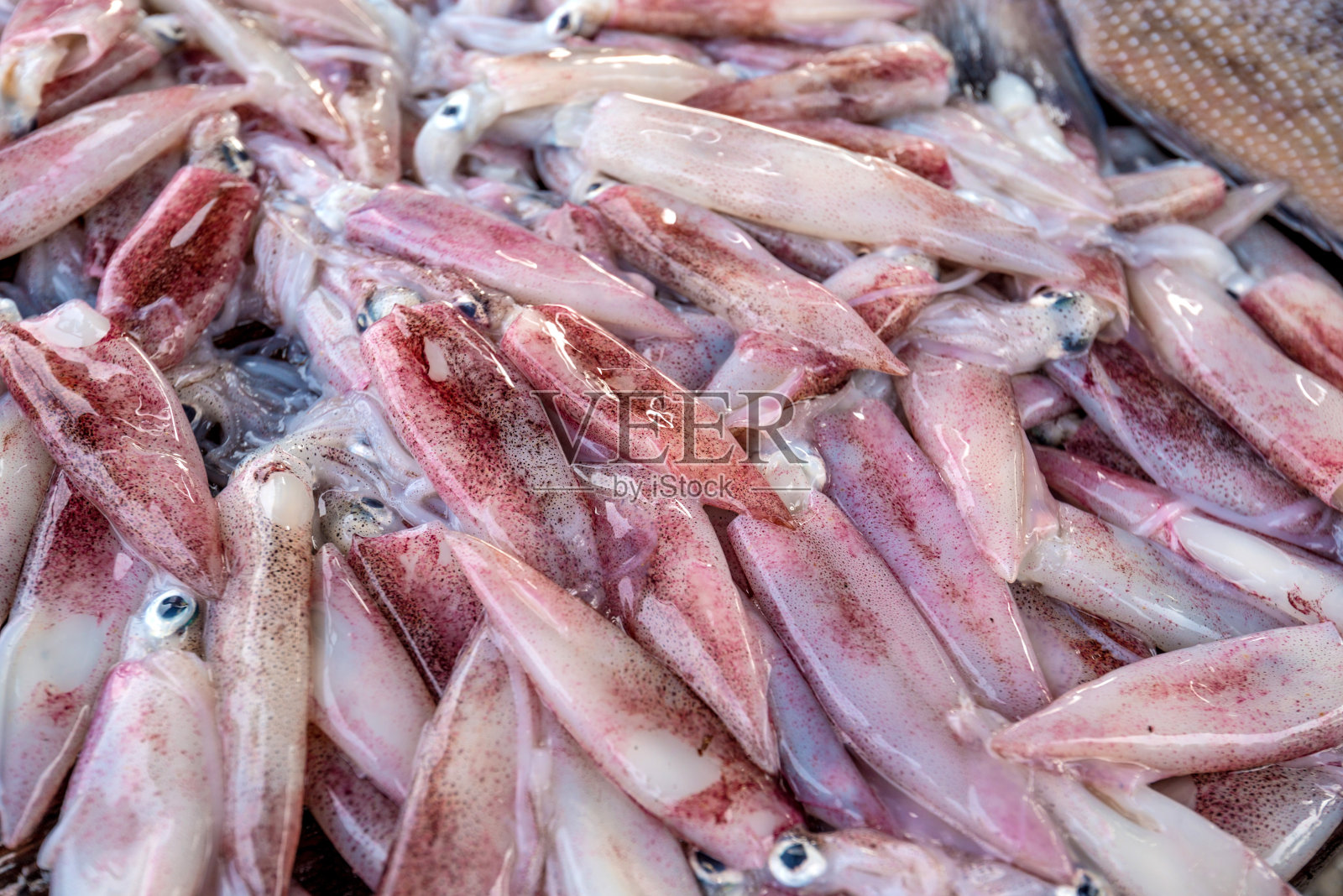 鲜鱼市场的鱿鱼照片摄影图片