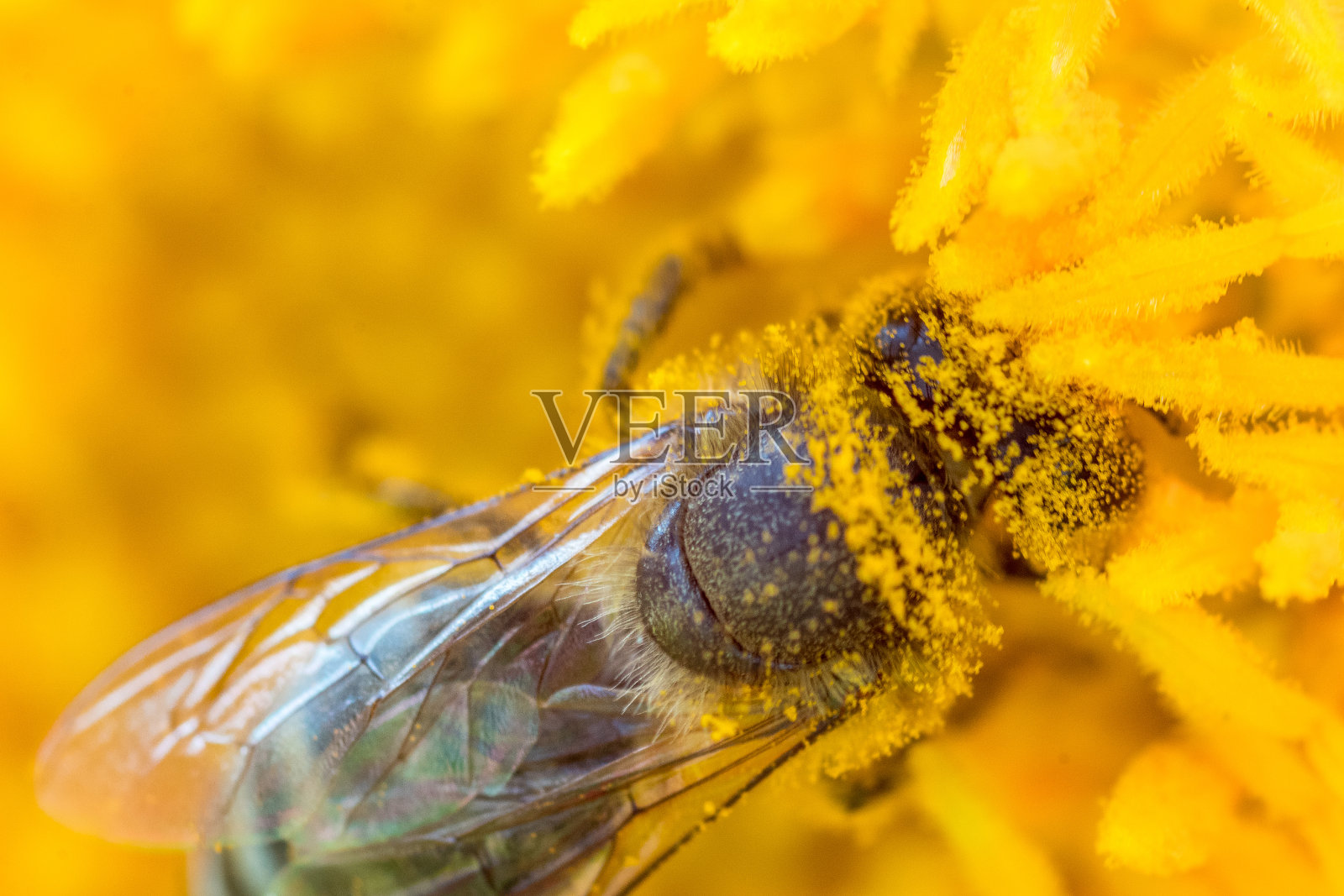 蜜蜂满身花粉照片摄影图片