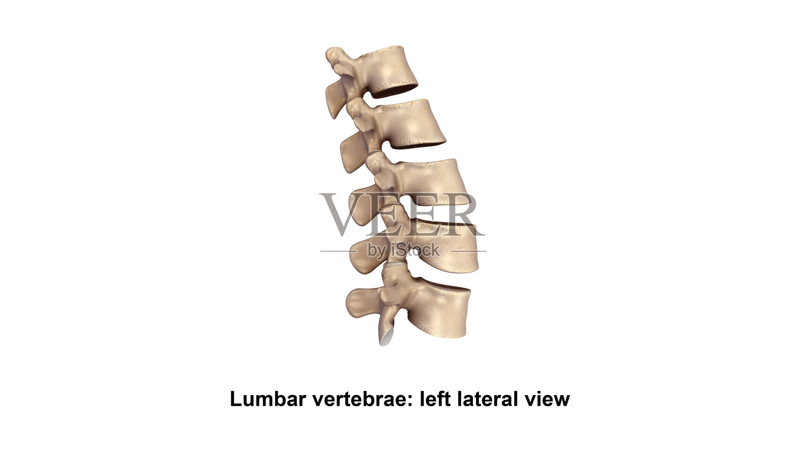 腰椎Vertebrae_Lateral视图设计元素图片
