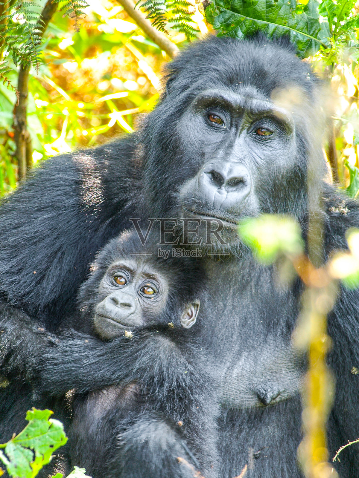 山地大猩猩家族-婴儿和母亲在森林里照片摄影图片