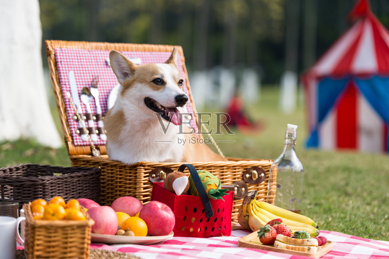 狗在草地上野餐照片摄影图片
