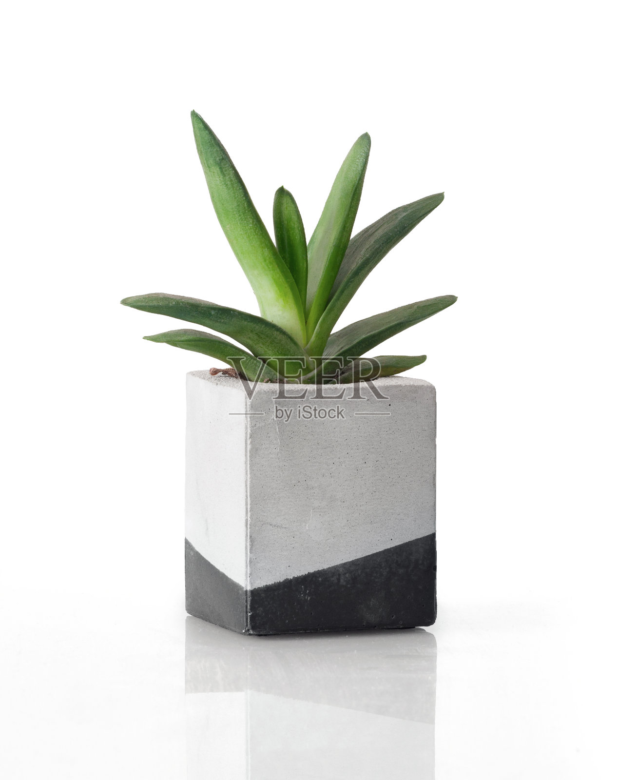 植物在一个混凝土绘制的立方罐照片摄影图片