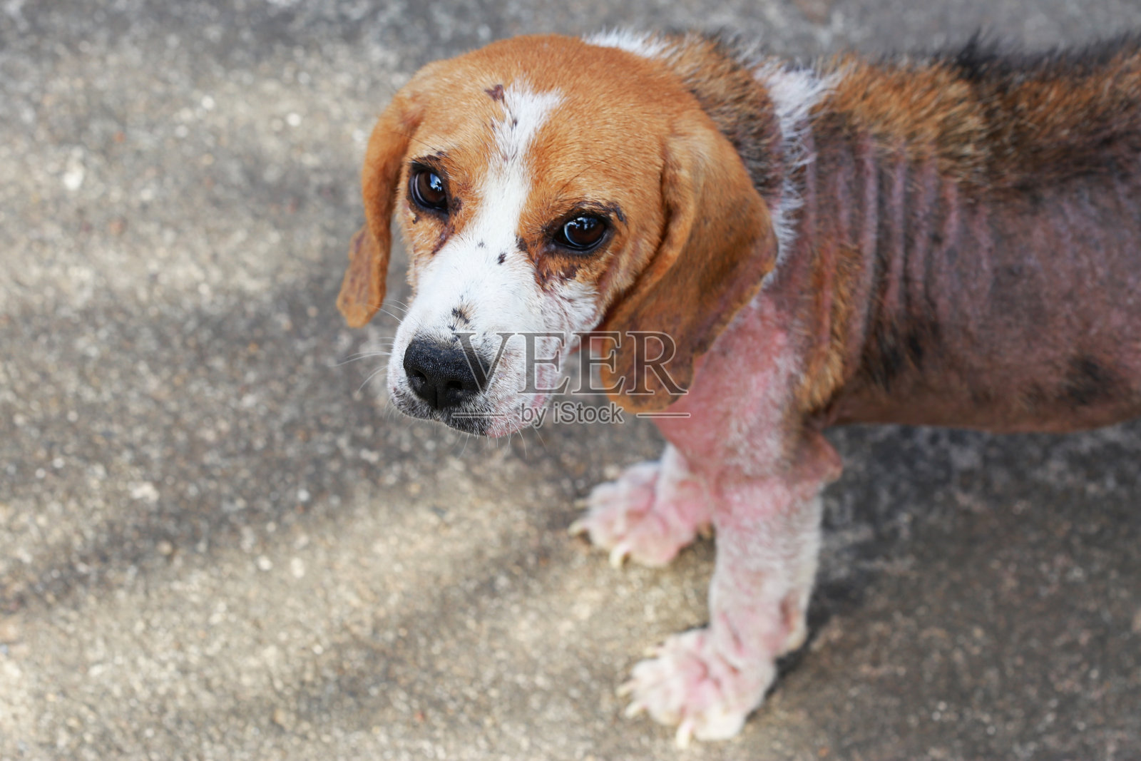 患有蠕形虫病的小猎犬，红芒癣照片摄影图片