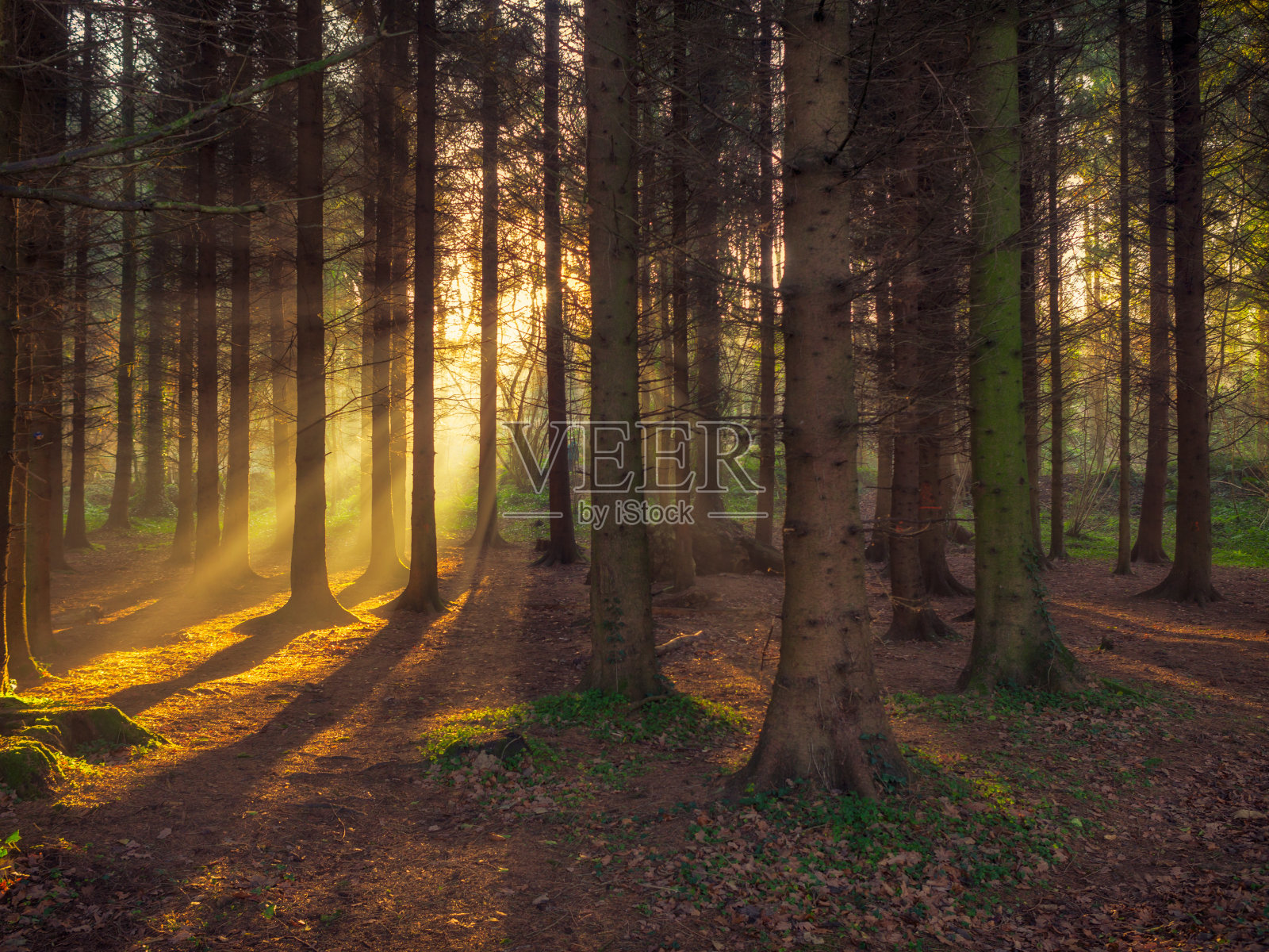 森林清晨的太阳在英国升起照片摄影图片