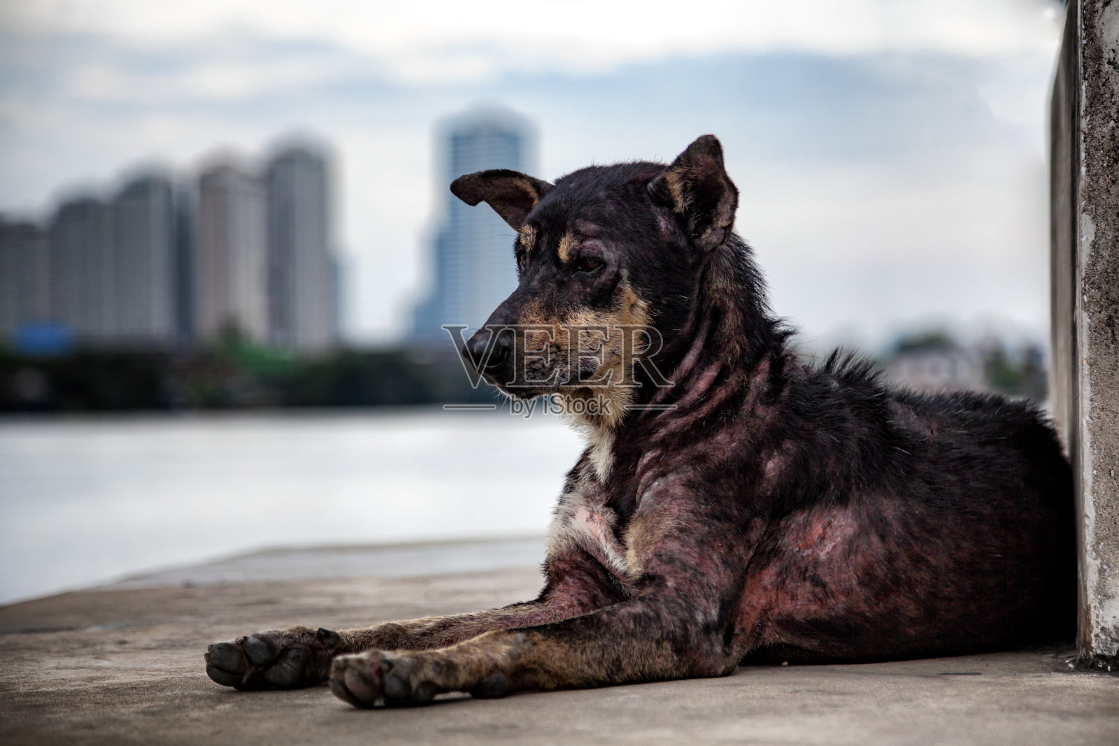 码头上孤独的流浪狗。照片摄影图片
