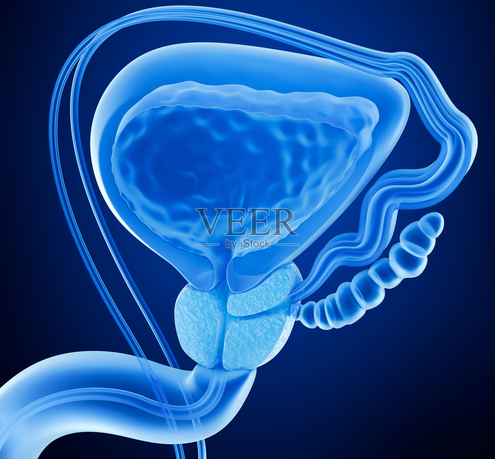 前列腺和男性生殖系统，x线视图3D渲染照片摄影图片