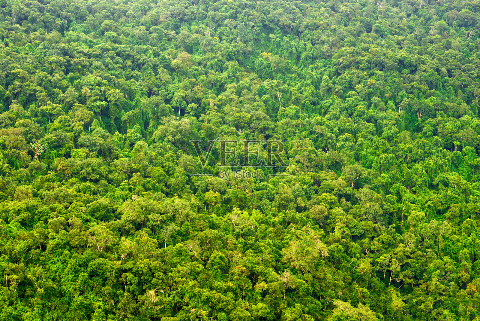 从顶部俯瞰热带雨林照片摄影图片