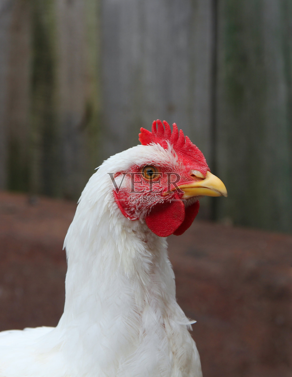 家禽饲养场的雏鸡照片摄影图片