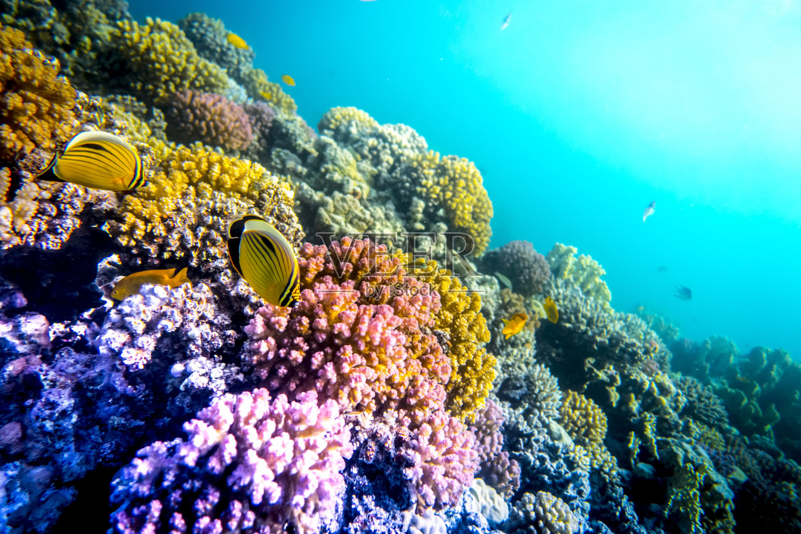 红海里的珊瑚和鱼照片摄影图片