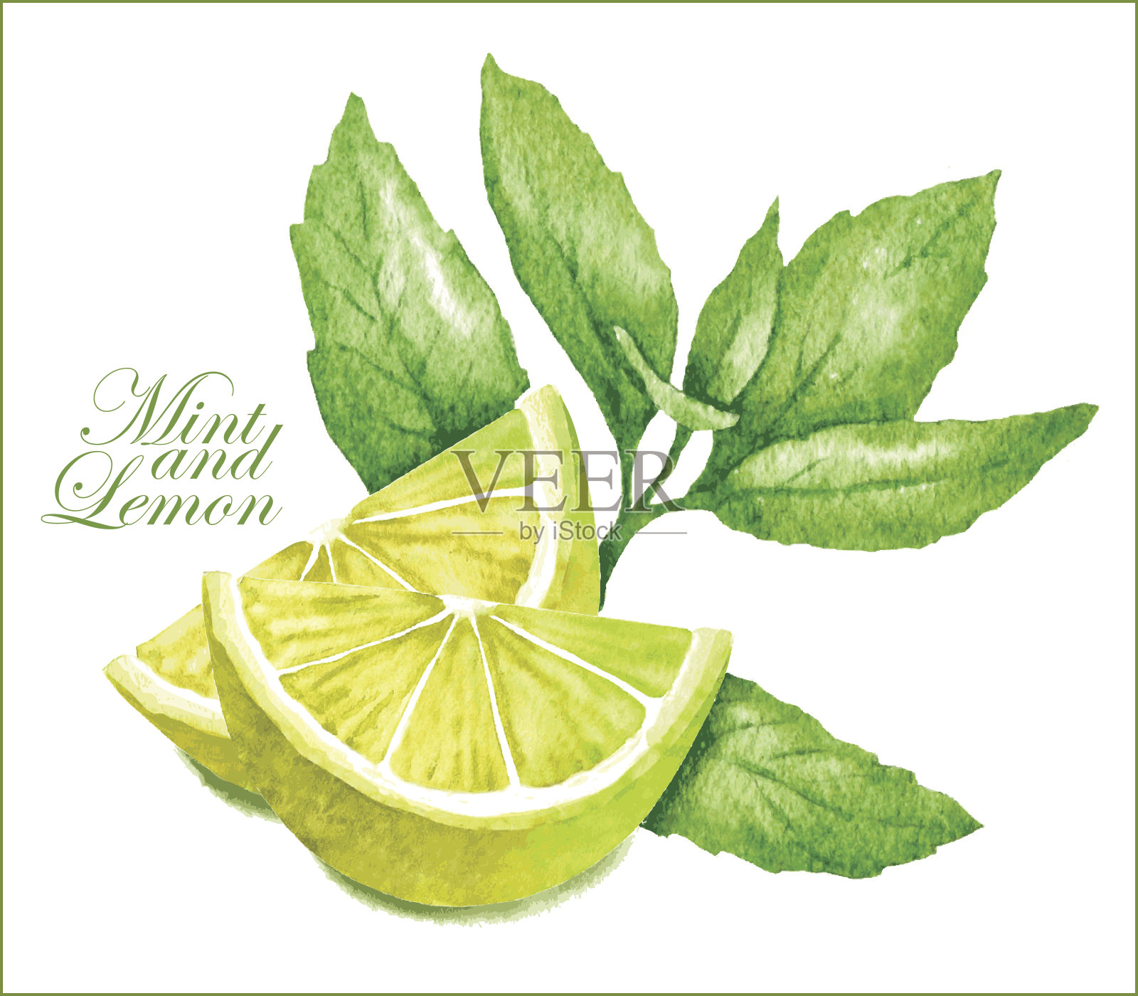 柠檬和薄荷素描。插画图片素材