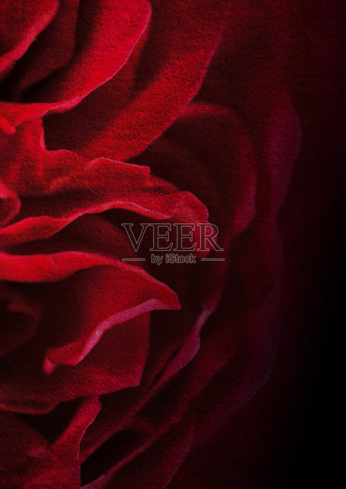 深红色玫瑰花瓣上的桑树纸纹理背景照片摄影图片