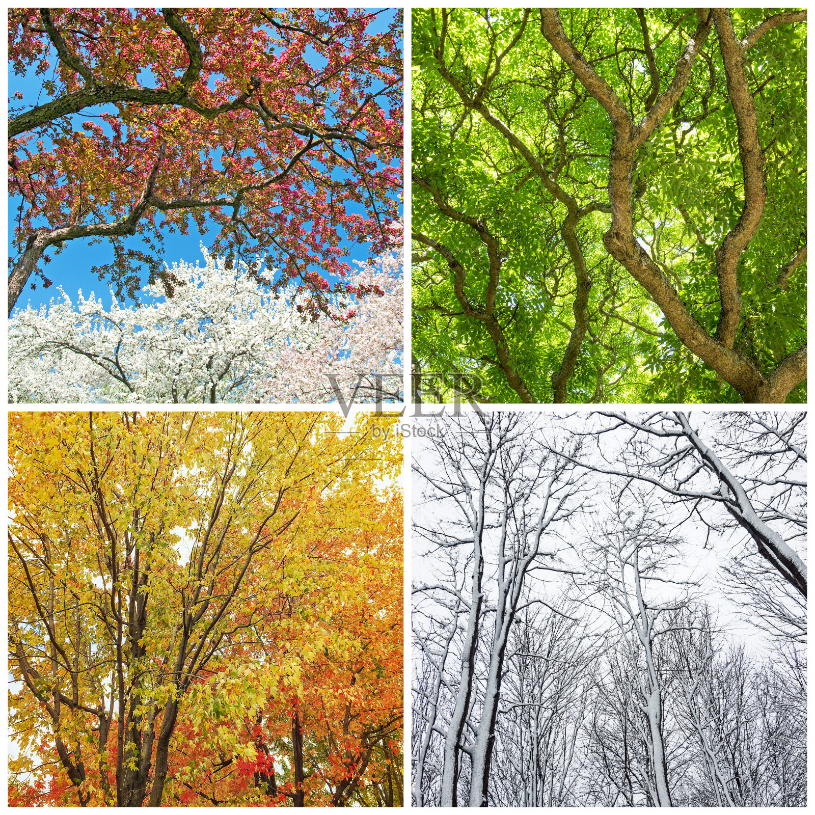 树木在春天、夏天、秋天和冬天照片摄影图片