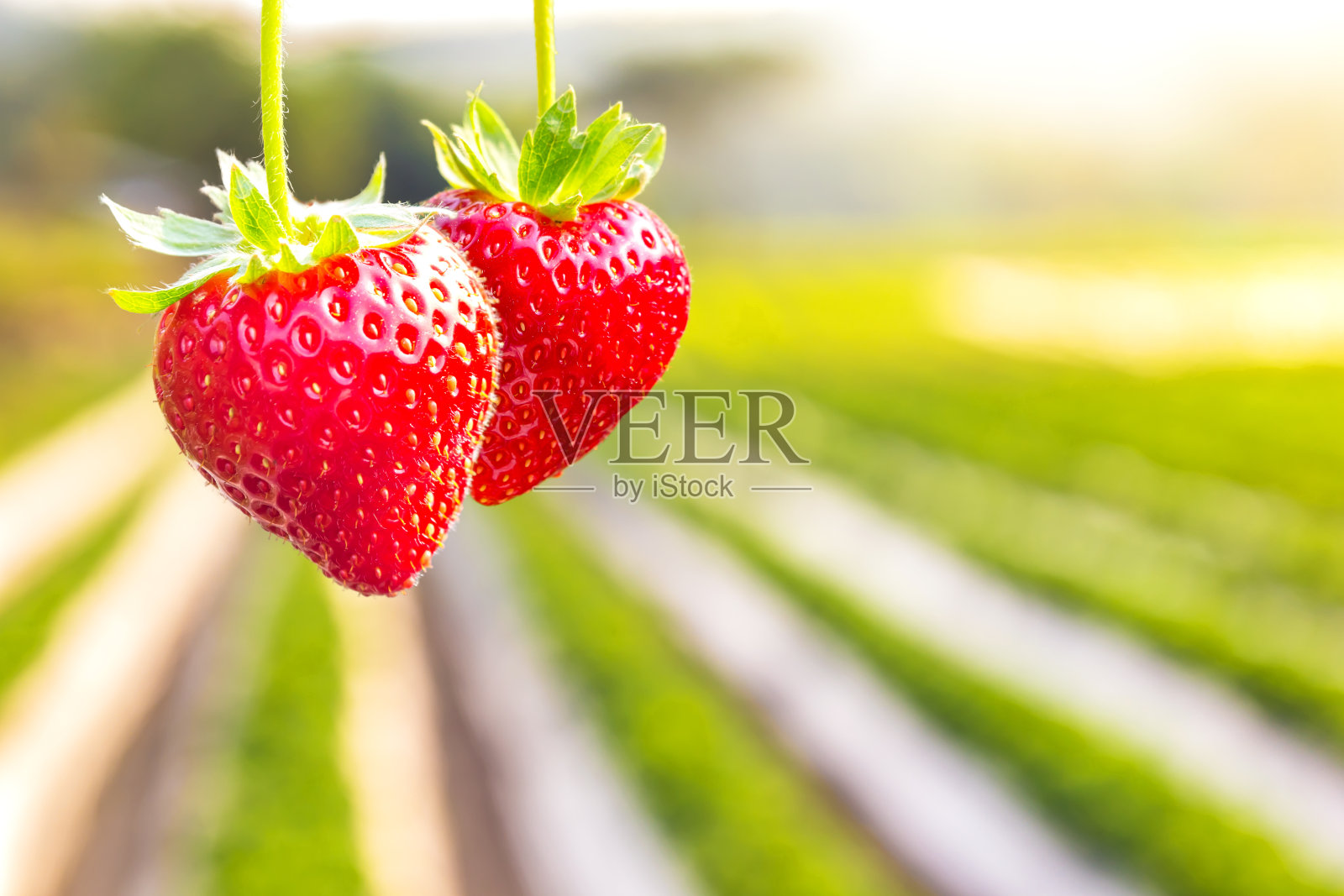 草莓与种植草莓背景照片摄影图片