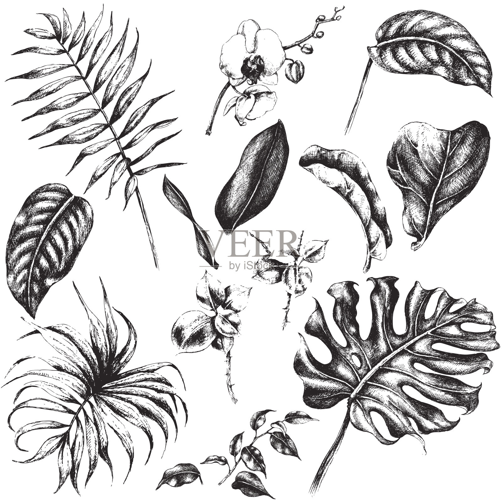 套热带植物的叶子。插画图片素材
