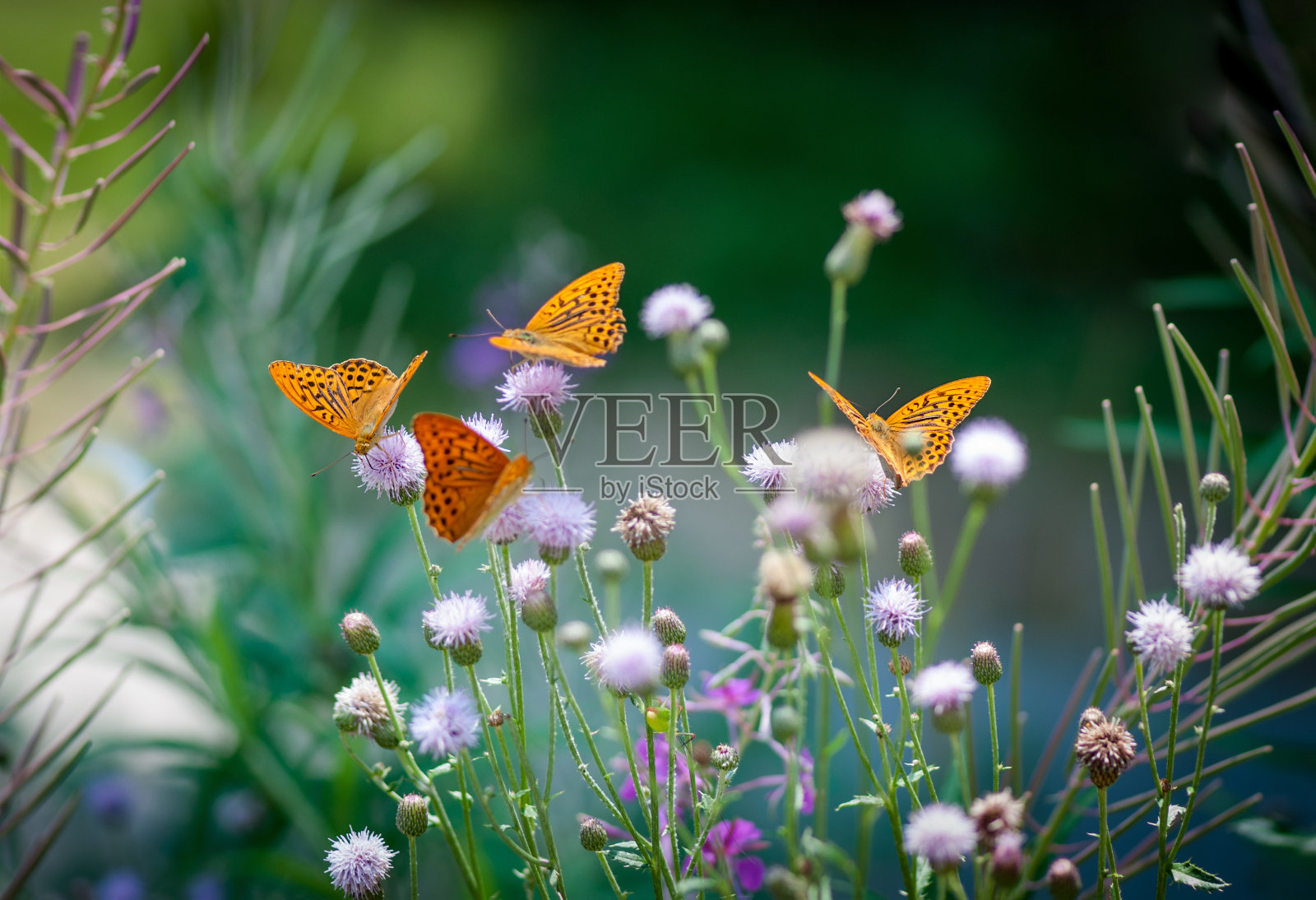 橙色的蝴蝶在绿色的花上吸食花蜜照片摄影图片