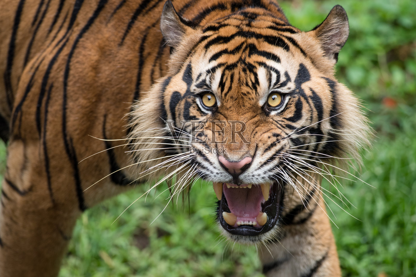 咆哮的苏门答腊虎照片摄影图片